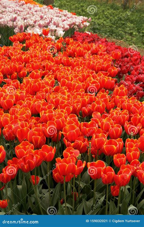 Tulip Garden with Red and Orange Tulips Under the Tree in a Garden in ...