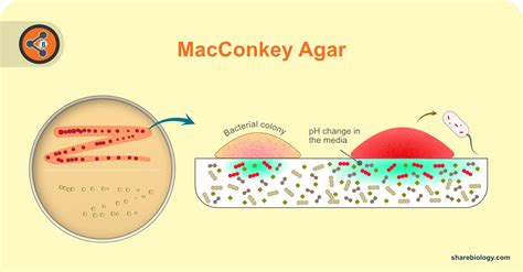 MacConkey agar - Sharebiology