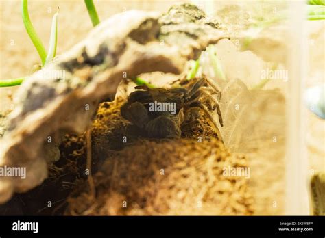 A Juvenile Brachypelma Harmorri or Brachypelma Smithi Tarantula Female ...