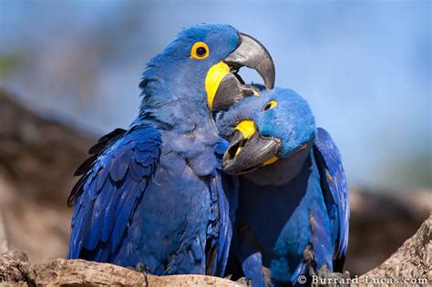 Hyacinth Macaw facts - Animals Time