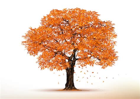 Arbre Automne. Arbres Réalistes Isolés Sur Blanc. | Vecteur Premium