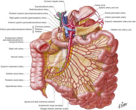 Sma Anatomy - Anatomical Charts & Posters