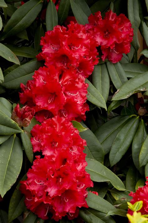 Pin on Conifers & Rhododendrons