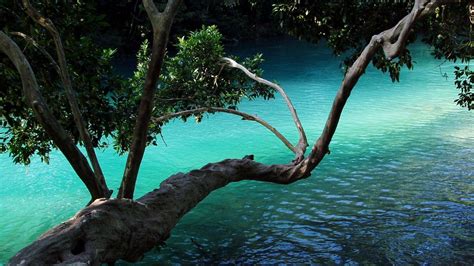 Download free Beautiful Nature Photography Tree Above Water Wallpaper ...