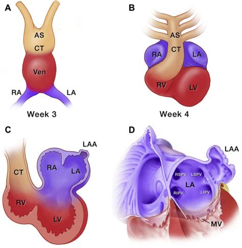 References in Anatomy and Physiologic Roles of the Left Atrial Appendage - Interventional ...