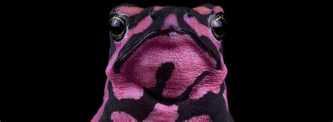 Multinational task force aims to save colorful rainforest frogs