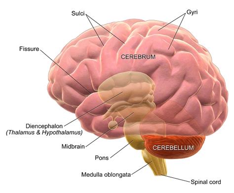 Acute Cerebellar Ataxia: Causes, Symptoms, and Diagnosis