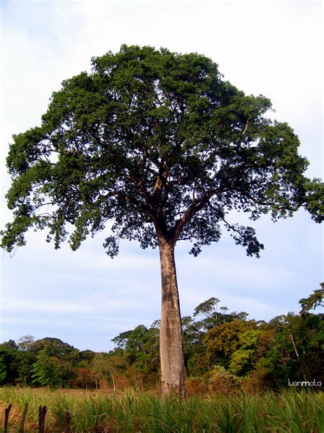 Árvore de Jatobá | Brasil - Ceará - Serra da Ibiapaba - Ubaj… | Luan Mota | Flickr