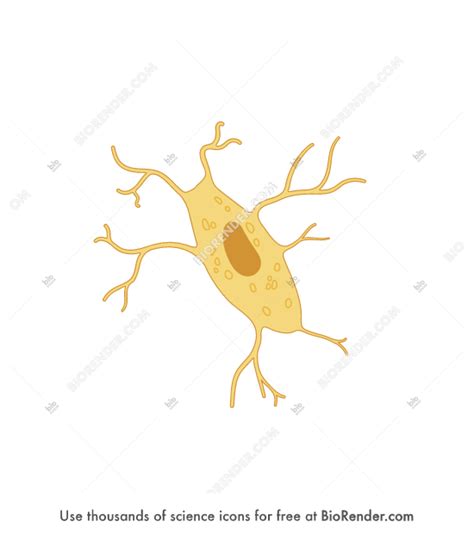 BioRender | Osteocyte