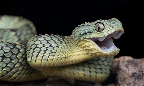 Snake Phobia: What's the Fear of Snakes and Why Do So Many People Have ...