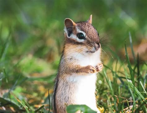 50 Unbelievable Facts About Chipmunks: Ultimate Guide 2023