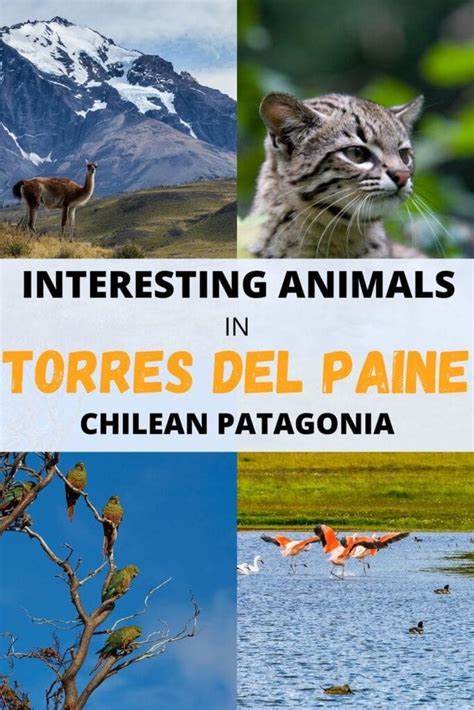 12 most interesting birds and animals in Torres del Paine - and Patagonia