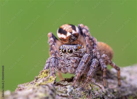 Mating jumping spiders, Evarcha falcata, macro photo Stock Photo ...