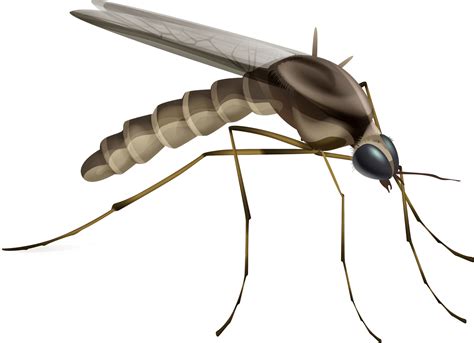 Malaria Parasite, Vector Clipart, Mosquito, Png, Recycle Art