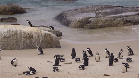 African Penguin Habitat