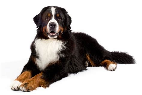 Looking at the Bernese Mountain Dog - Savory Prime Pet Treats