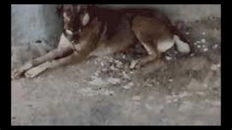 Shovel Dog - YouTube