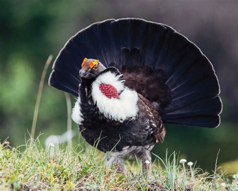 “Discover the mуѕteгіoᴜѕ Dendragapus obscurus, a marvel of the avian ...