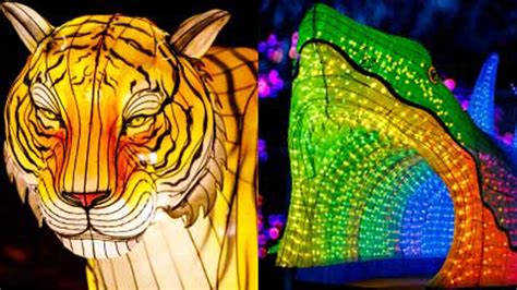 50 ‘magnificent’ luminous displays to light up night sky at Franklin Park Zoo - Boston News ...