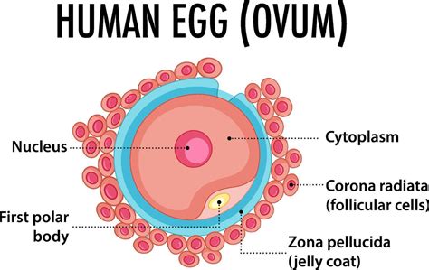 Structure of human egg ovum 6093641 Vector Art at Vecteezy