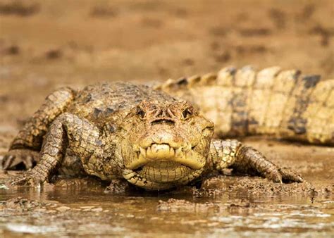 24 Spectacled Caiman Facts: Guide to Caiman crocodilus | Storyteller Travel