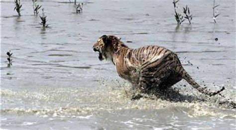 India: Male tiger that killed nine in Bihar shot dead - India News