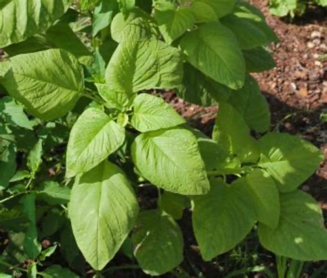 Edible Amaranth White Leaf Seeds Amaranthus Mangostanus - Etsy