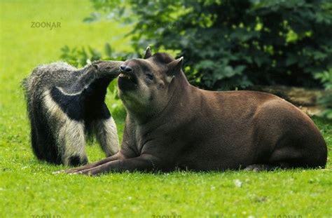 Photo Giant Anteater and Southamerican Tapir Image #440743 | Giant anteater, Tapir, Interesting ...