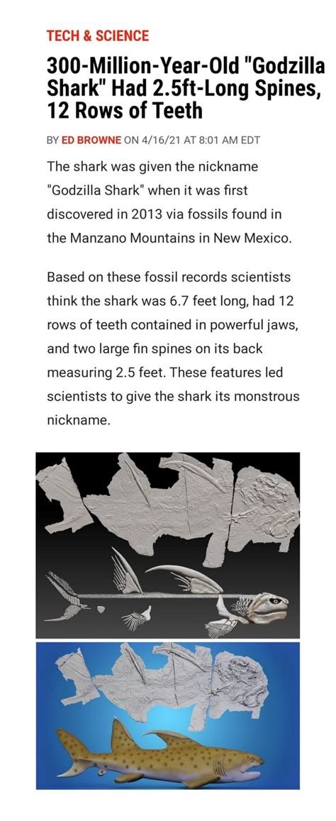 TECH & SCIENCE 300-Million-Year-Old "Godzilla Shark" Had 2.5ft-Long Spines, 12 Rows of Teeth BY ...