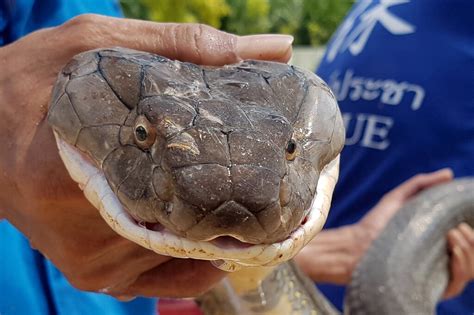 Four-metre king cobra wrestled from sewer in Thailand