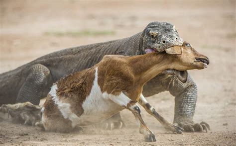 Monitor Lizard vs Komodo Dragon: What’s the Difference? - A-Z Animals