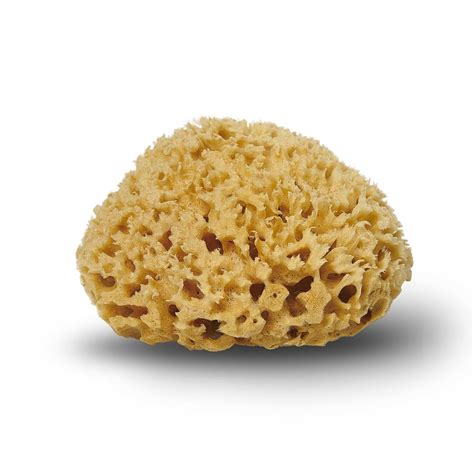 Natural Sea Sponge 50-65Mm