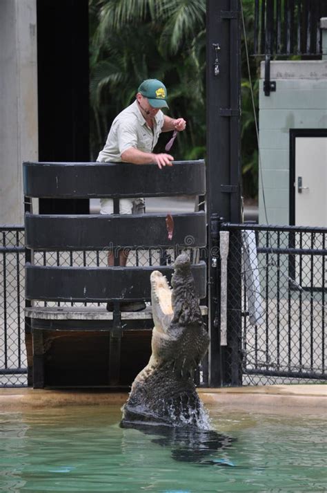 Crocodile Show in Australia Zoo Editorial Photography - Image of ...