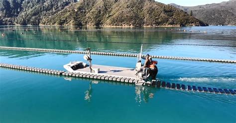 Oyster farming technology coming up from Down Under | The Fish Site