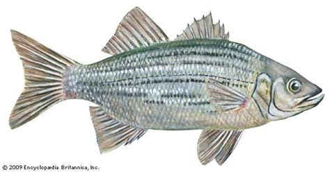 White bass | fish | Britannica.com