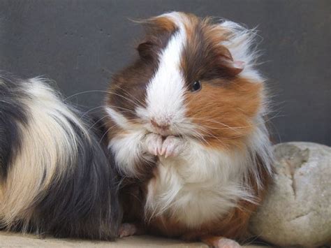 Guinea Pig Grooming – TheCavyCloset