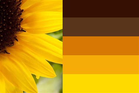 bright sunflower colour scheme | Earth colour palette, Brown color schemes, Brown color palette