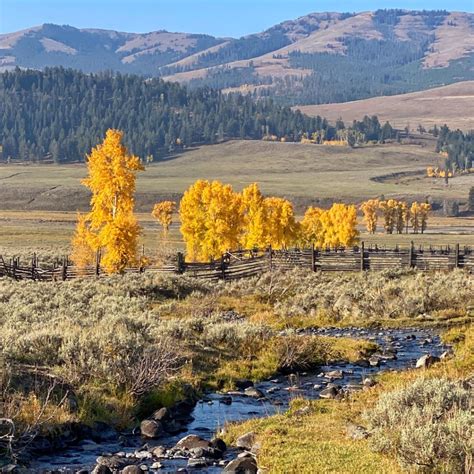 Camping in Yellowstone's Fall Color - A Yellowstone Life