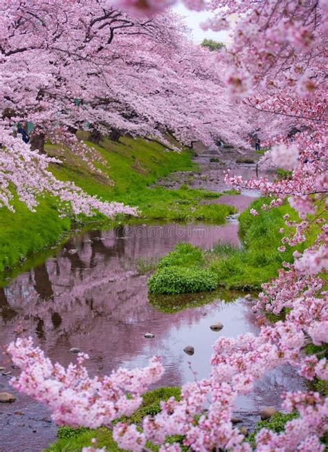 Sakura Season stock image. Image of season, travel, sakura - 84648167