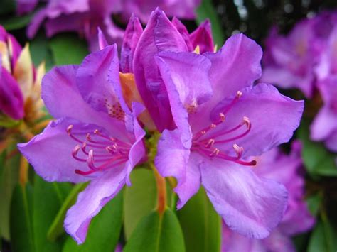 West Virginia State Flower Rhododendron | ForestWander Flowe… | Flickr