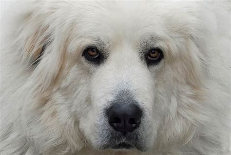 Grooming Great Pyrenees and Other Livestock Guardian Dog Breeds: The ...