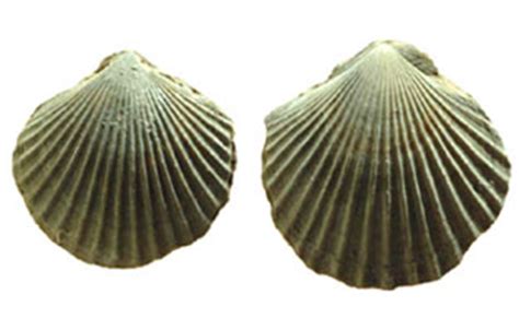 Bivalves | The Learning Zone