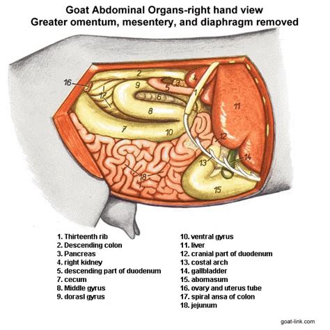 Goat-Link.com - Goat Abdominal Organs