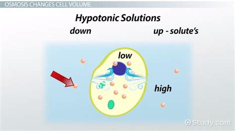 Osmosis Examples In Real Life