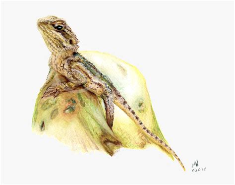 Bearded Dragon Pencil Drawing Pet Portrait - Watercolor Bearded Dragon ...