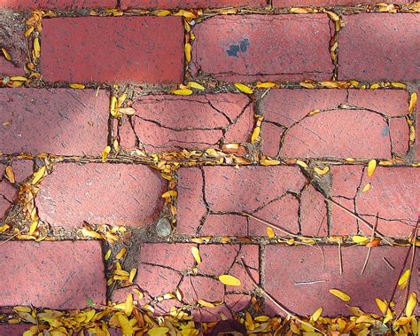 Cracked Sidewalk Photograph by Jon William Lopez