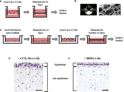 Frontiers | Bioengineering Novel in vitro Co-culture Models That ...