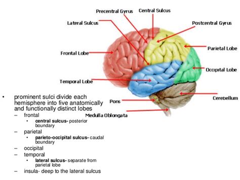 Brain Tissue Types