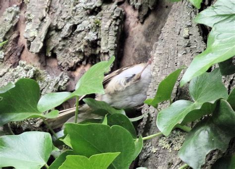 Birding with Flowers: Lockdown (Easing) Treecreeper at the Nest