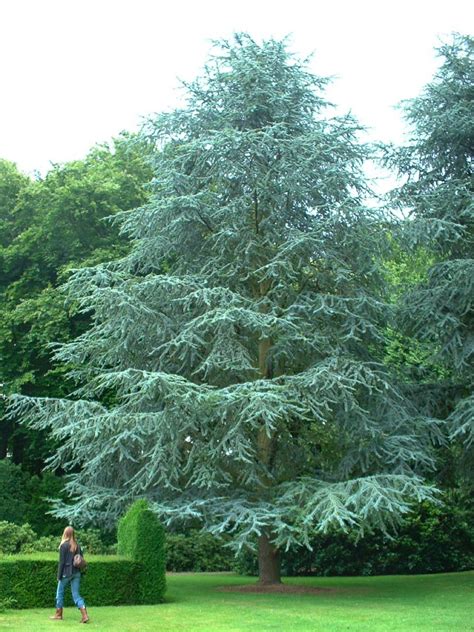 Cèdre bleu de l'Atlas, Watermael-Boitsfort, Parc du Château Morel, Rue Nisard, 6 (Cedrus ...